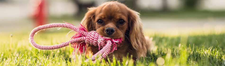 Pet sitters, dog walkers in the Quakertown, Bucks County PA area